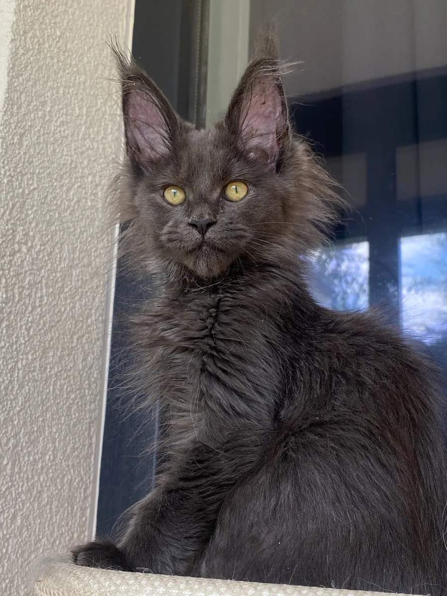 可爱的缅因猫小猫待领养