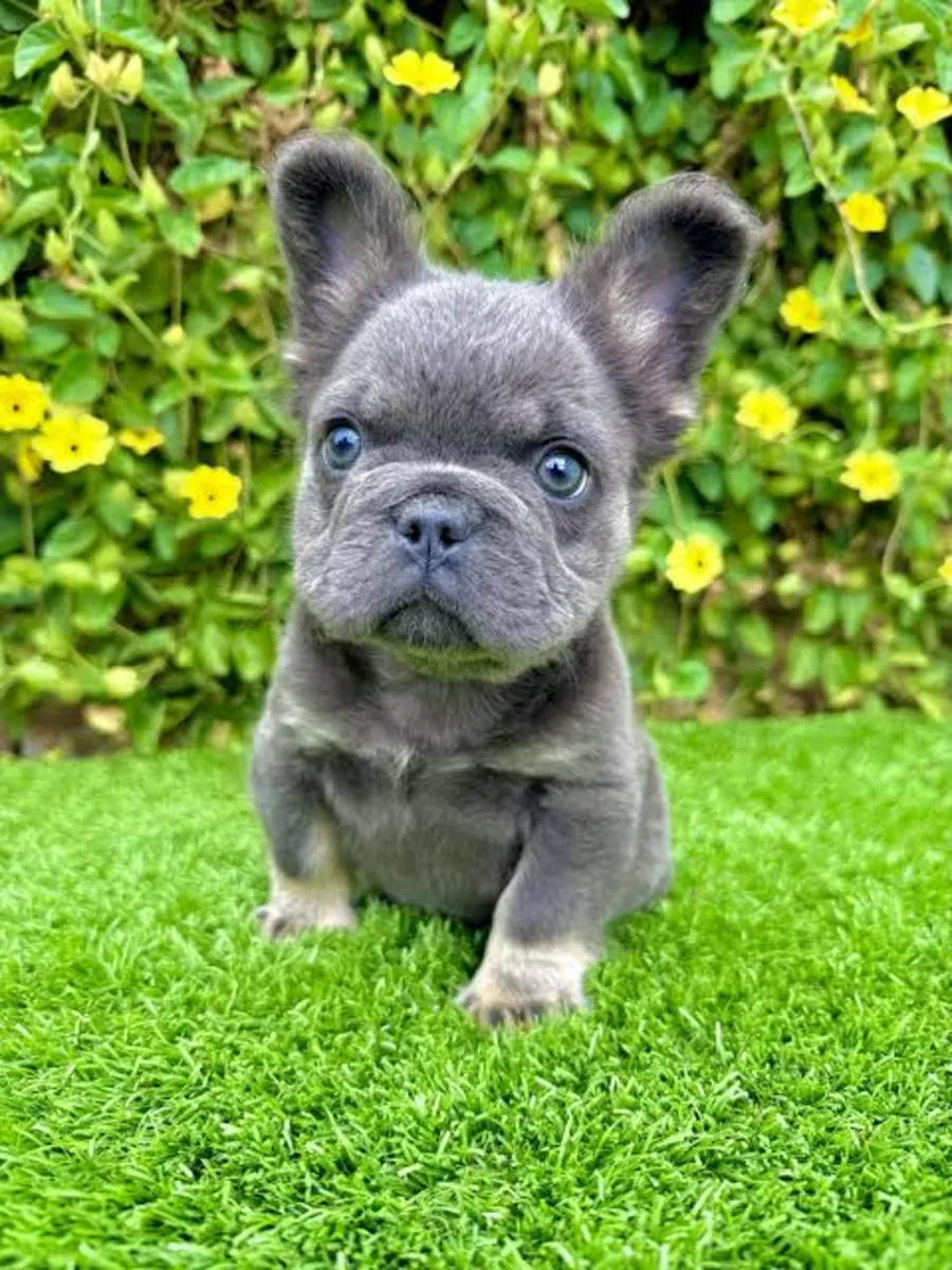 Harika Fransız Bulldog Yavruları – Sevgi Dolu ve Sosyal