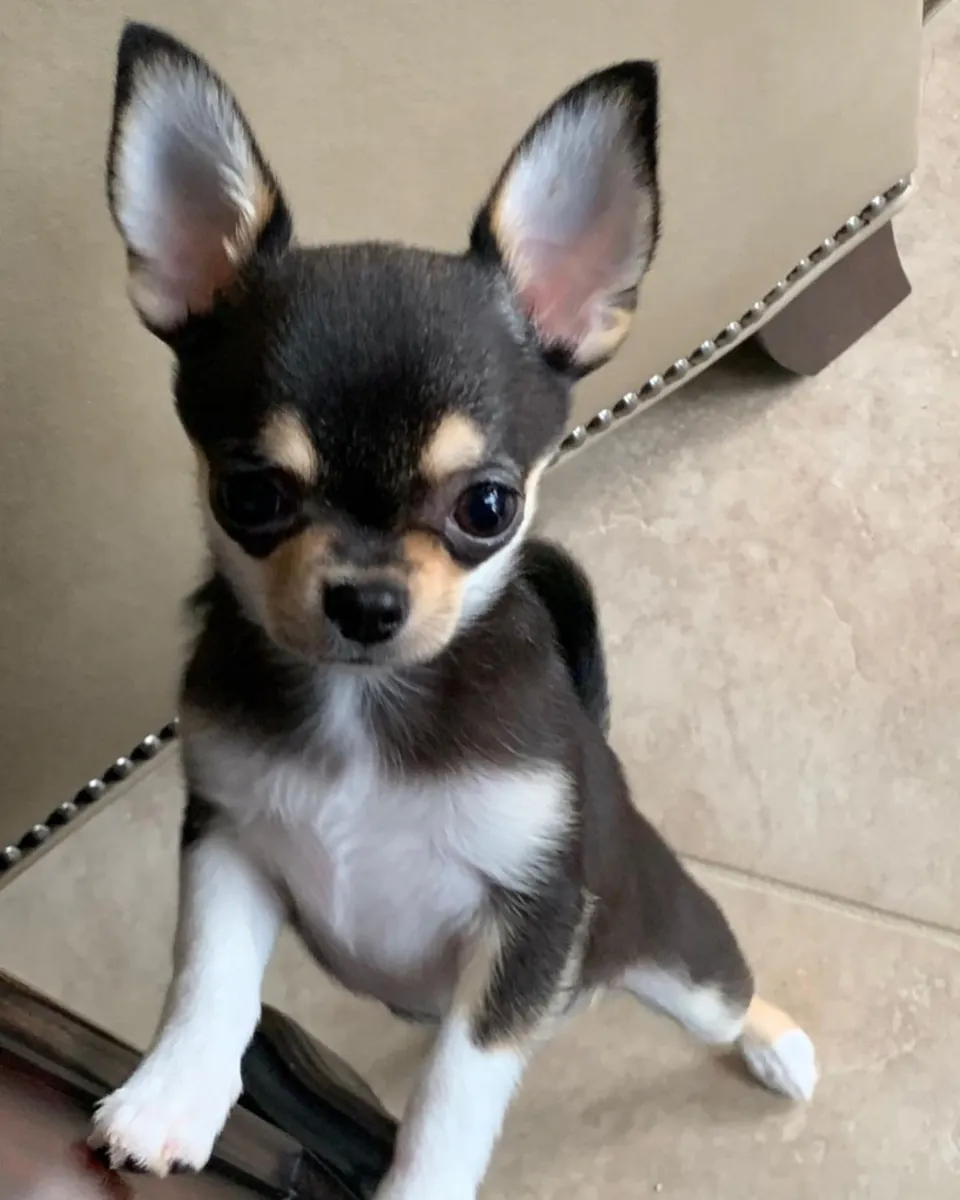 Chihuahua puppies for adoption 