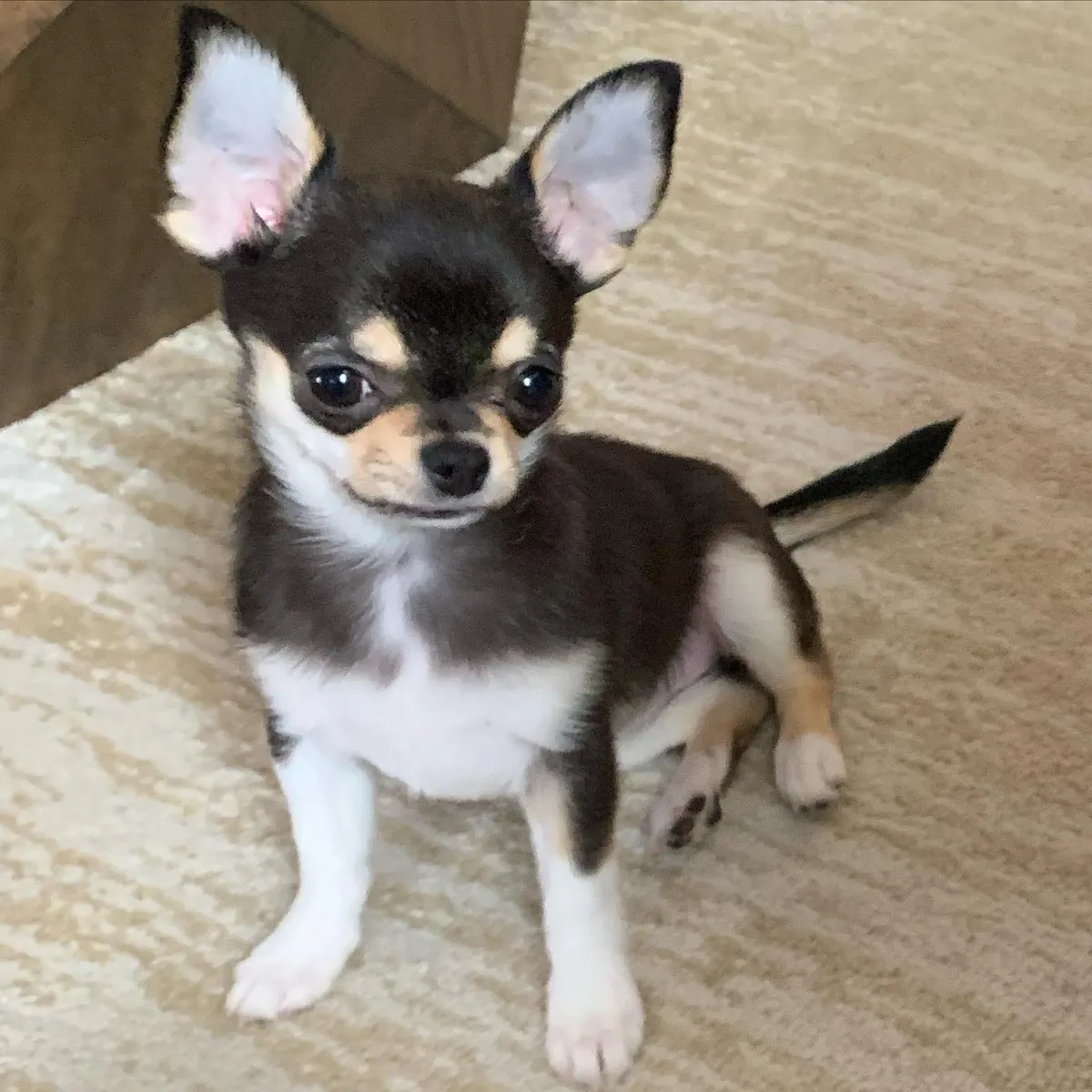 Chihuahua puppies for adoption 