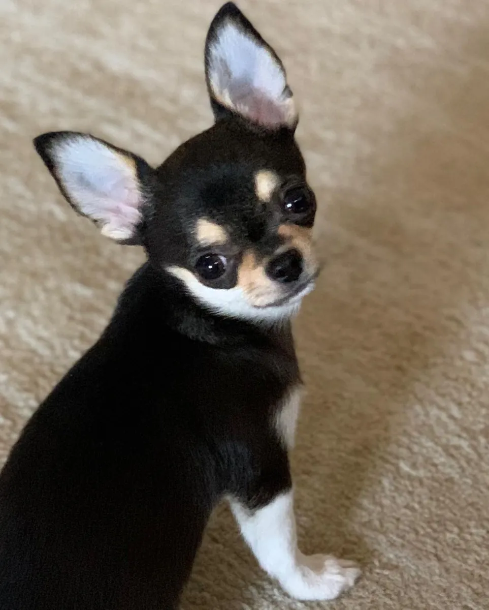 Chihuahua puppies for adoption 