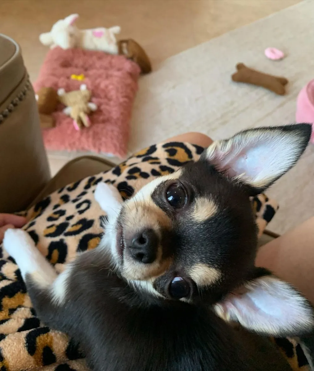 Chihuahua puppies for adoption 