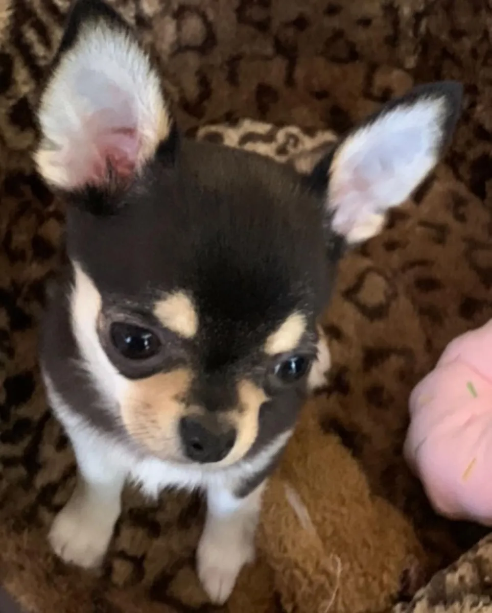 Chihuahua puppies for adoption 