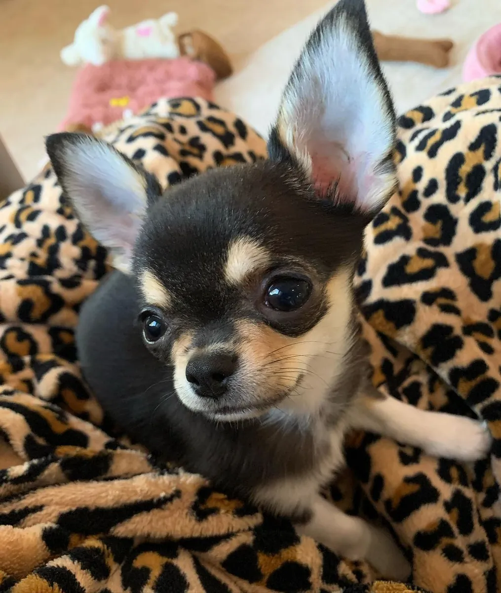 Chihuahua puppies for adoption 