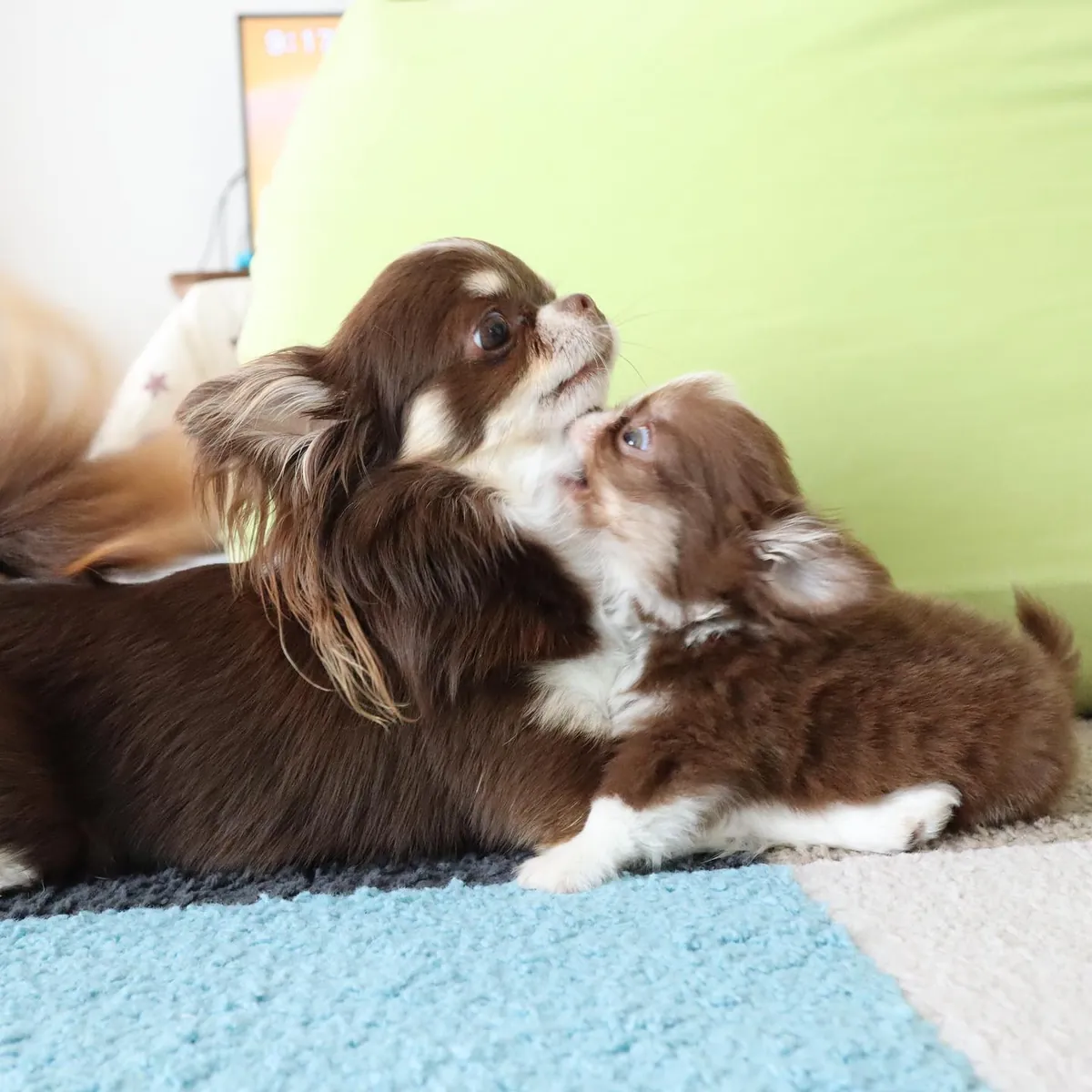 🐶 БЕСПЛАТНОЕ УВЕДОМЛЕНИЕ О ЧИХУАХУА!!! 🐶