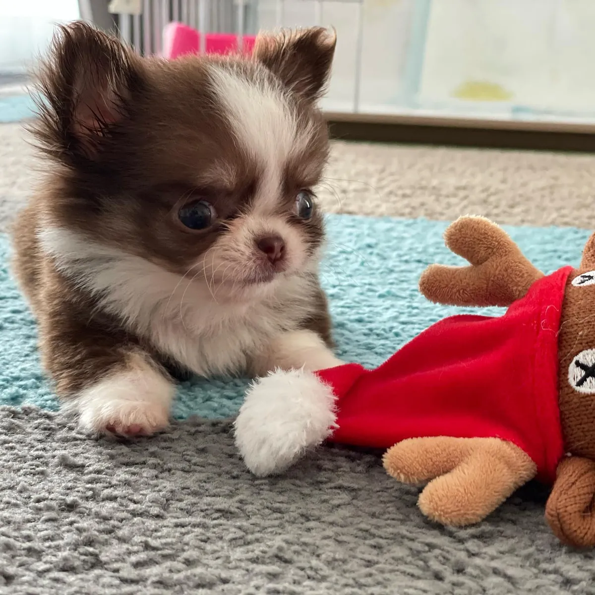 🐶 БЕСПЛАТНОЕ УВЕДОМЛЕНИЕ О ЧИХУАХУА!!! 🐶