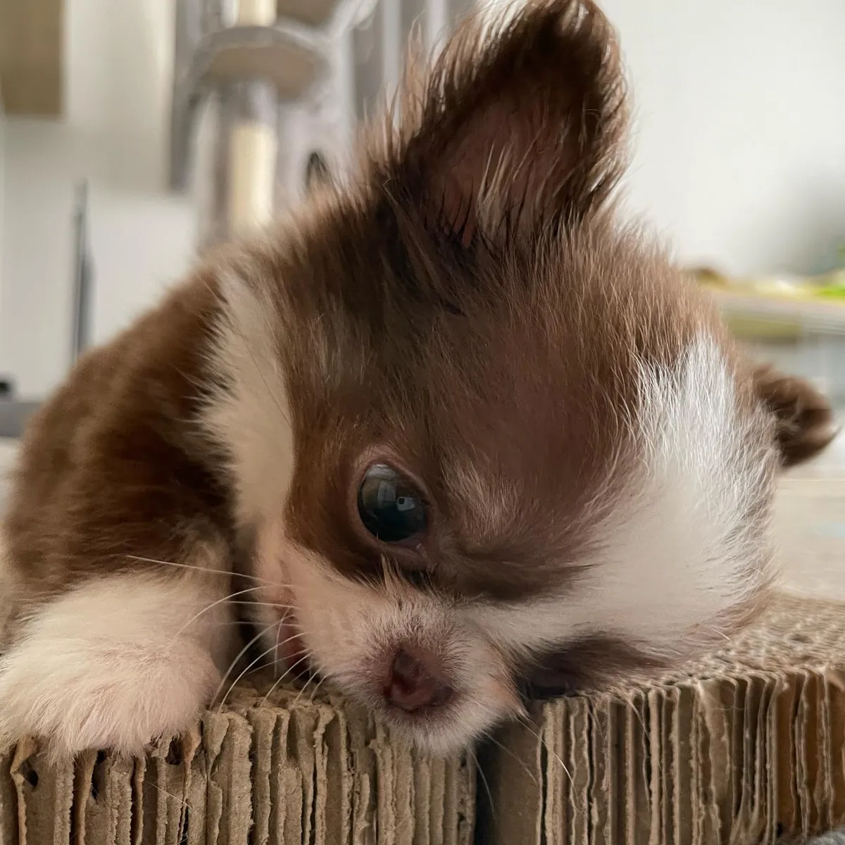 🐶 БЕСПЛАТНОЕ УВЕДОМЛЕНИЕ О ЧИХУАХУА!!! 🐶