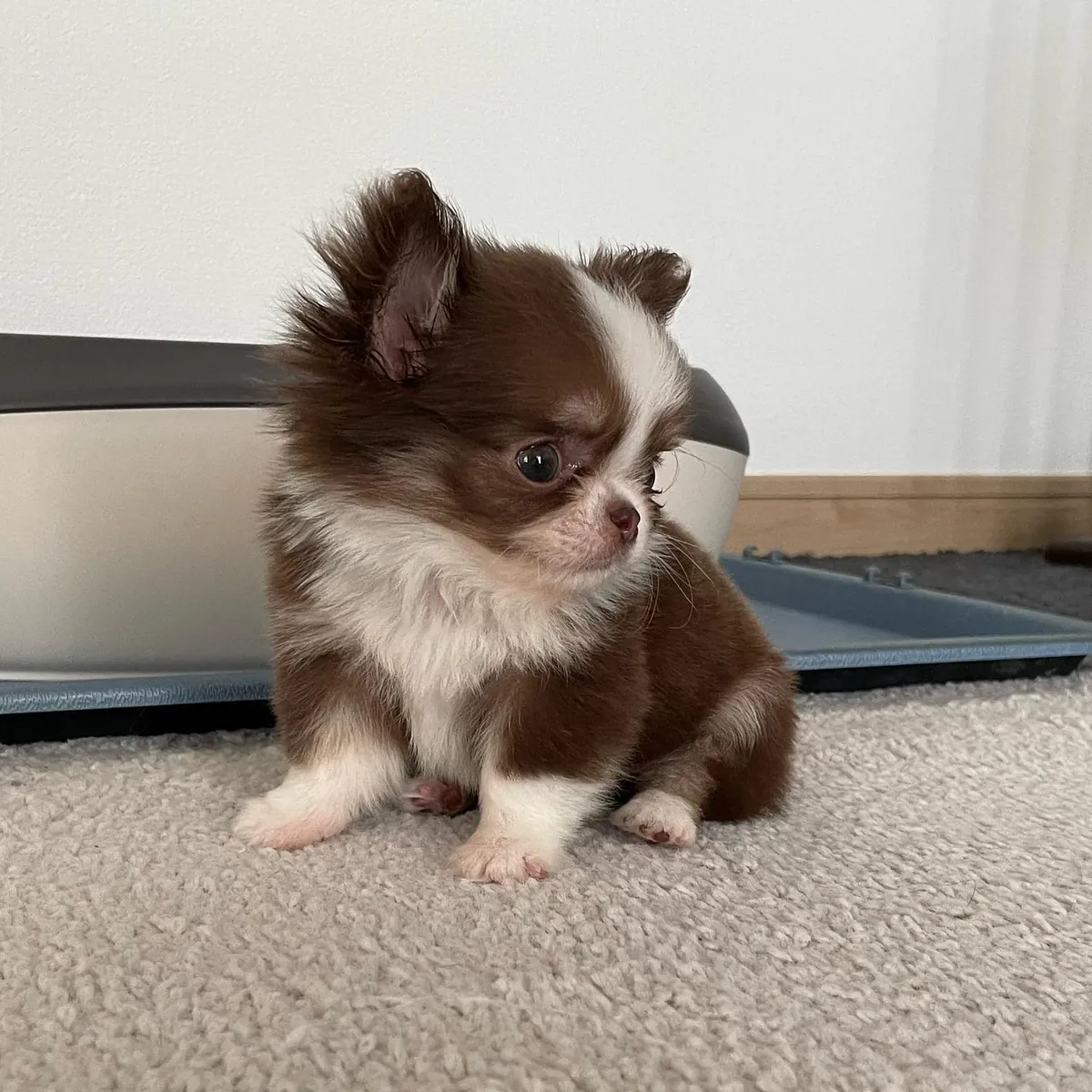 🐶 БЕСПЛАТНОЕ УВЕДОМЛЕНИЕ О ЧИХУАХУА!!! 🐶