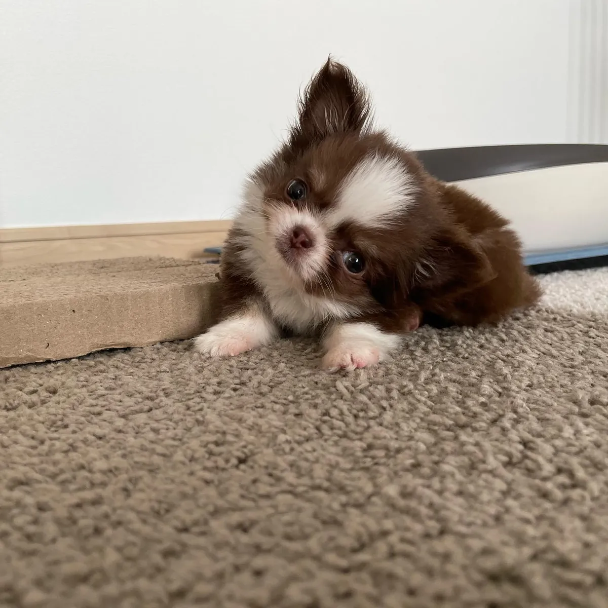 🐶 БЕСПЛАТНОЕ УВЕДОМЛЕНИЕ О ЧИХУАХУА!!! 🐶