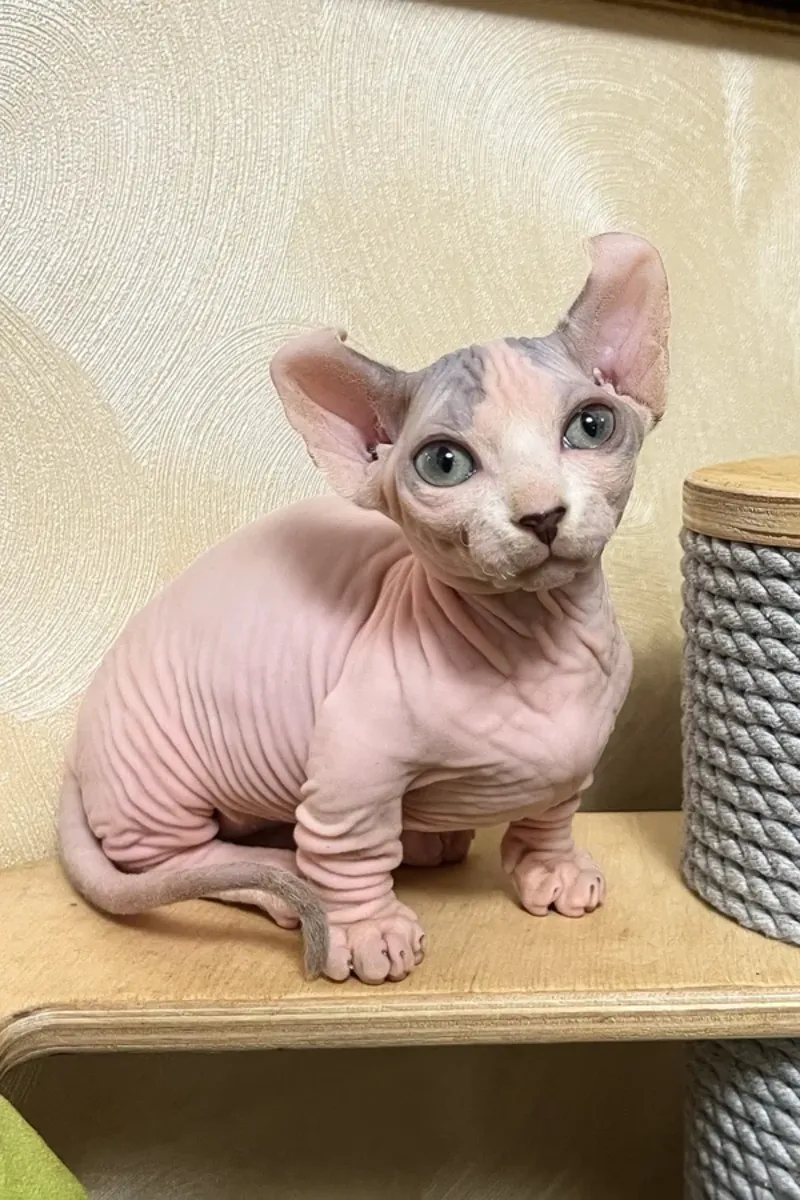 Sphynx Kittens – Sweet & Affectionate