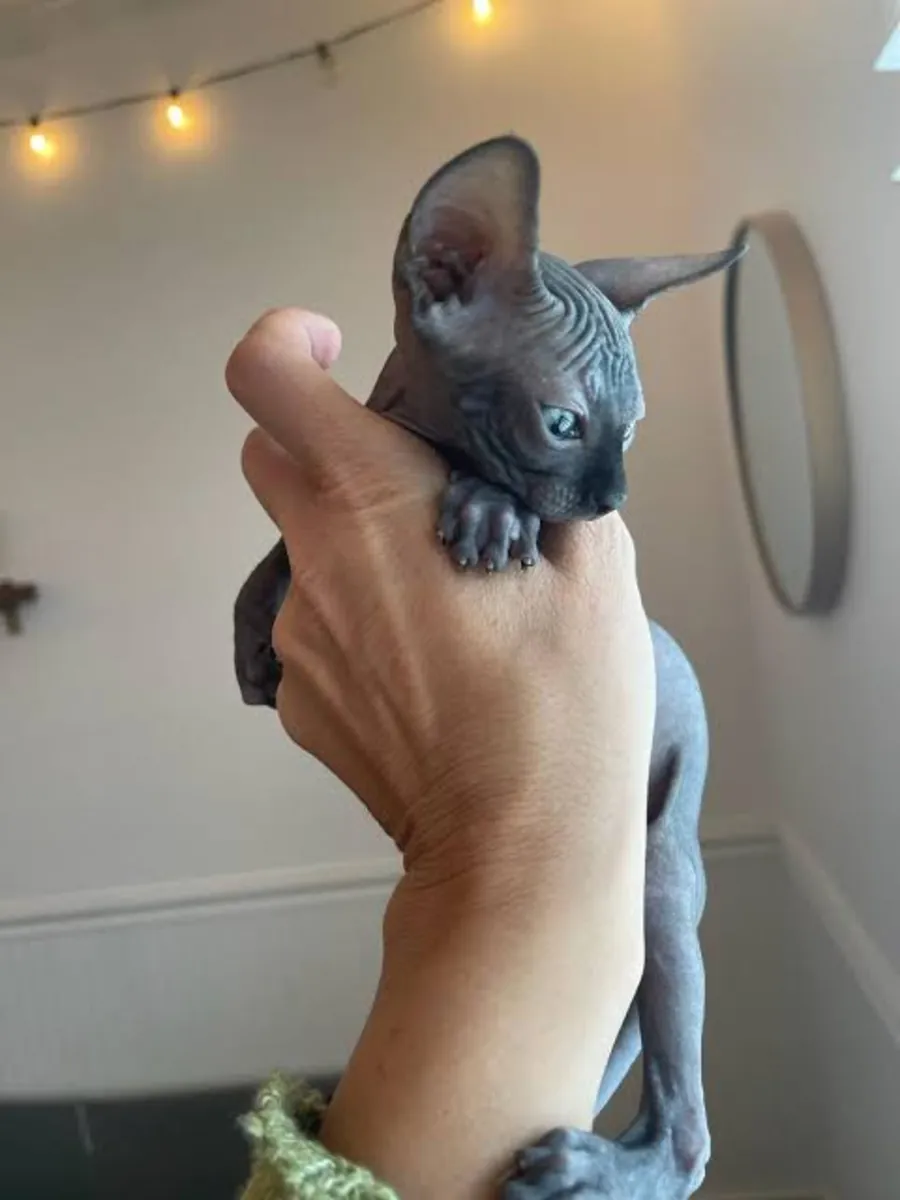 Preciosos gatitos Sphynx – Juguetones y Sociales