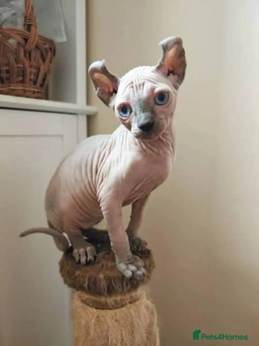 Hermosos gatitos Sphynx – Listos para hogares amorosos