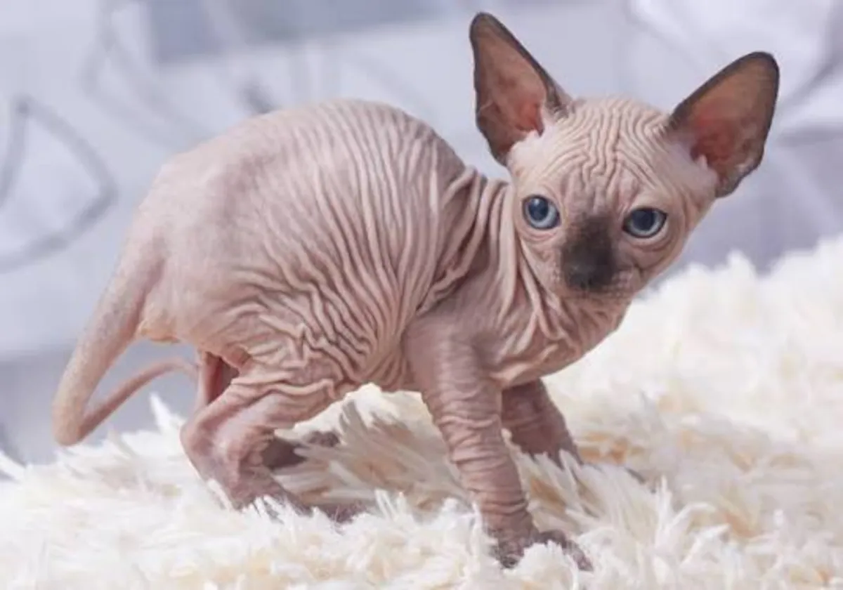 Hermosos gatitos Sphynx – Listos para hogares amorosos