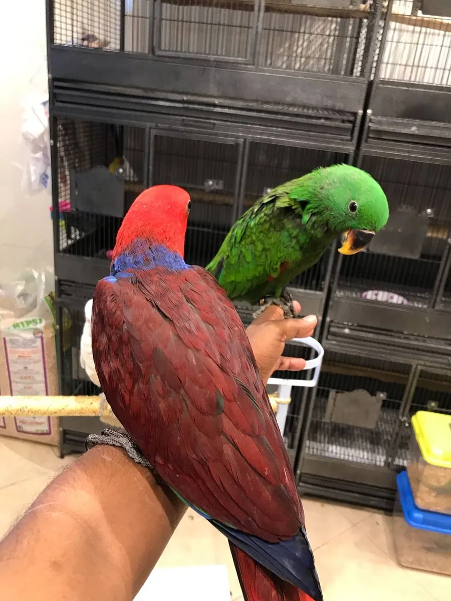 Pareja de loros Eclectus disponible