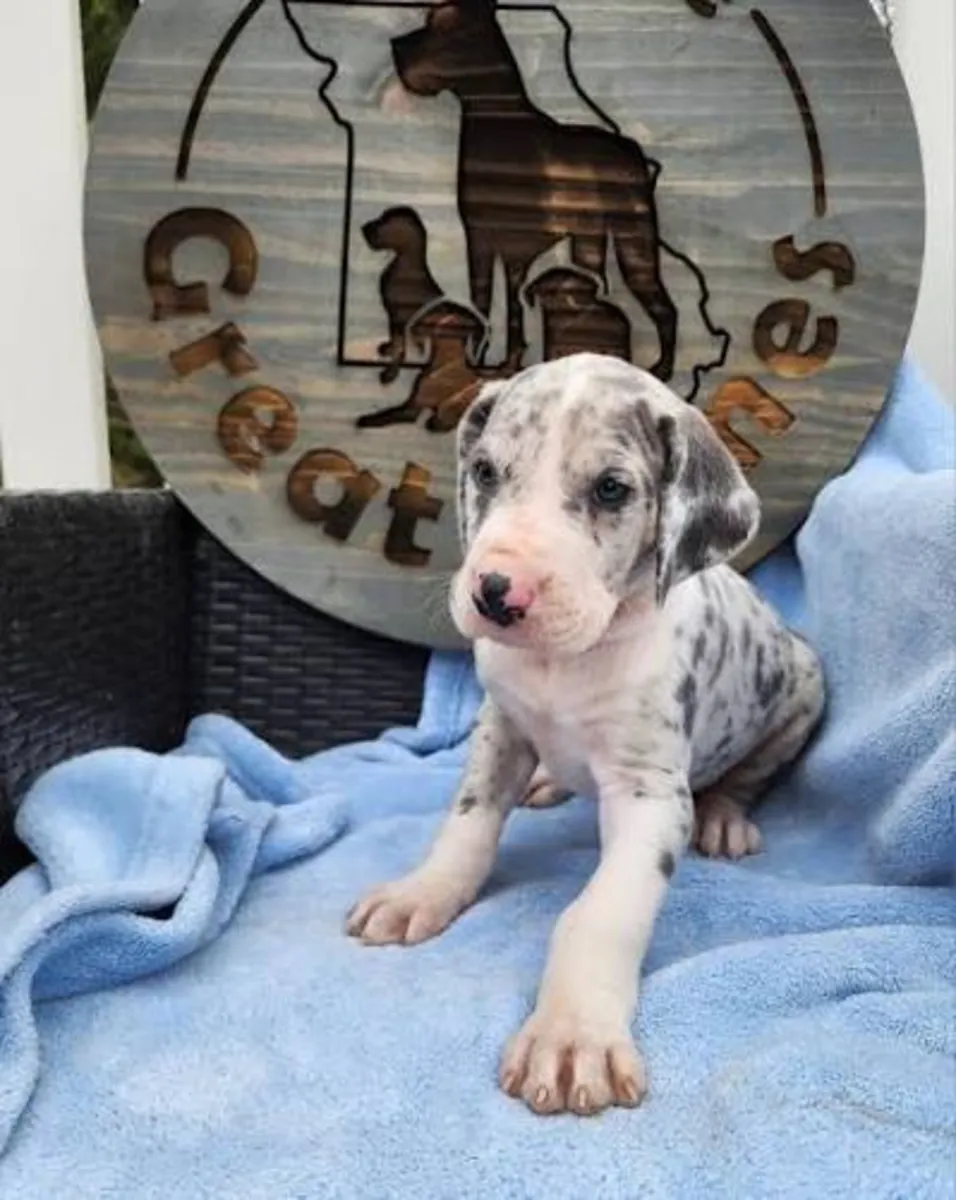优质欧洲大丹犬，公犬和母犬。