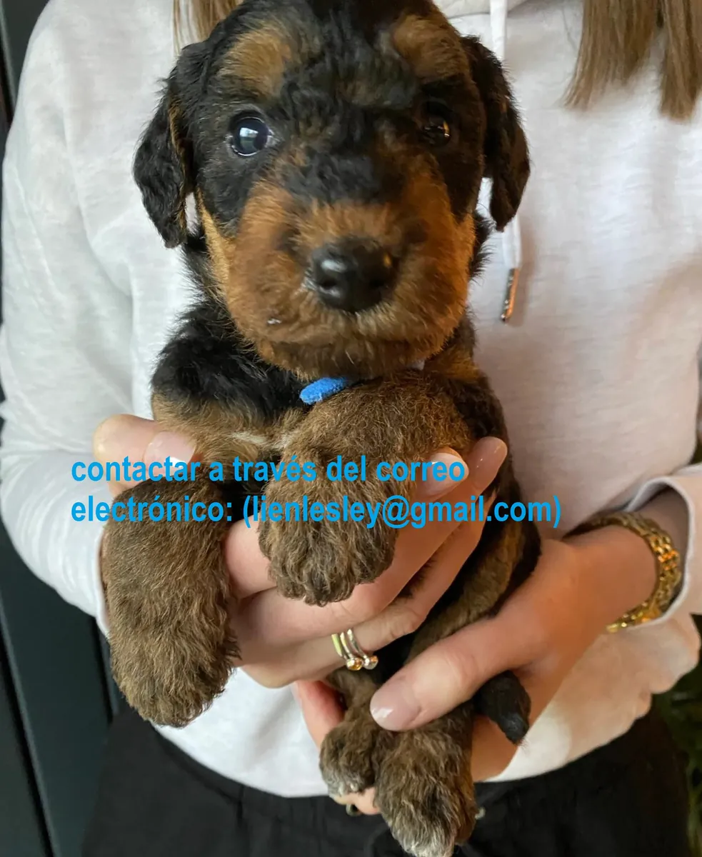 Adorables cachorros de Airedale Terrier en adopción gratuita