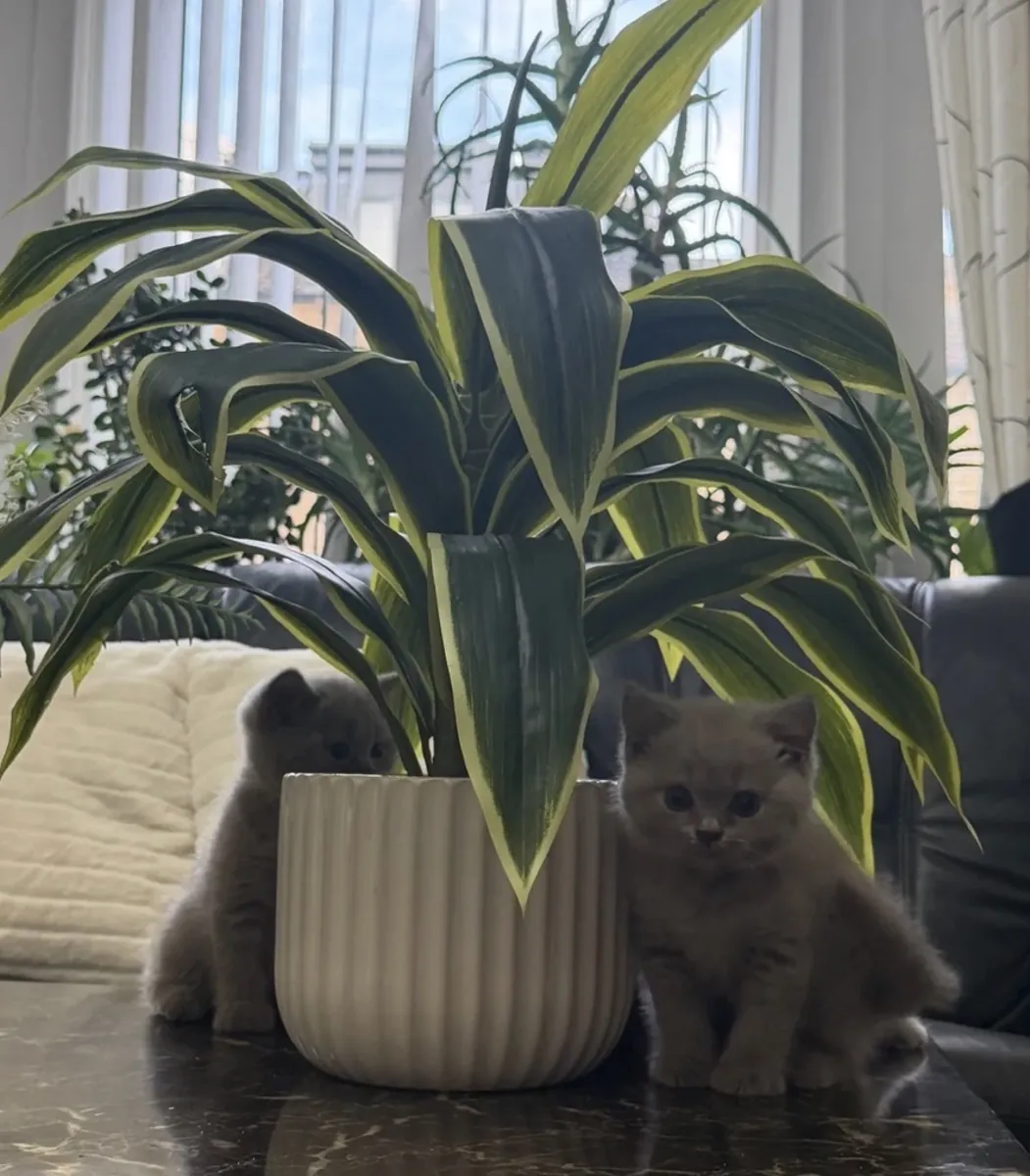 🐱 **BRITISH SHORTHAIR KEDİLERİ – GÜZEL RENKLER**