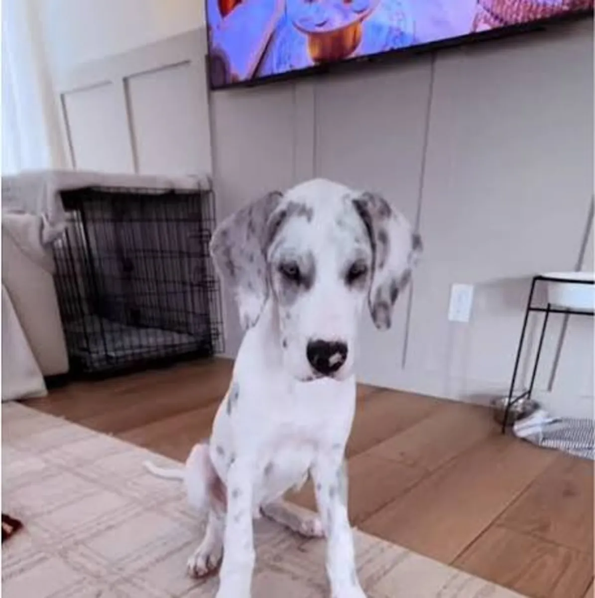 可供领养：Moose — 一只年轻、有趣且受过教育的大丹犬。