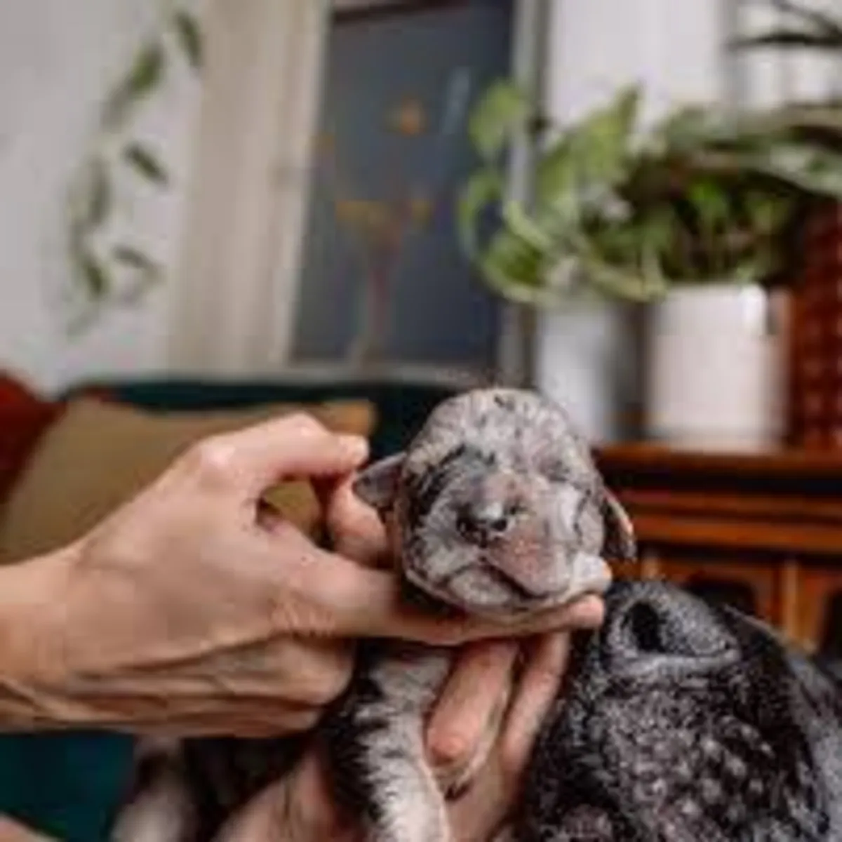 Cachorro de Gran Danés «Sweet Dreamer» disponible para adopción gratuita