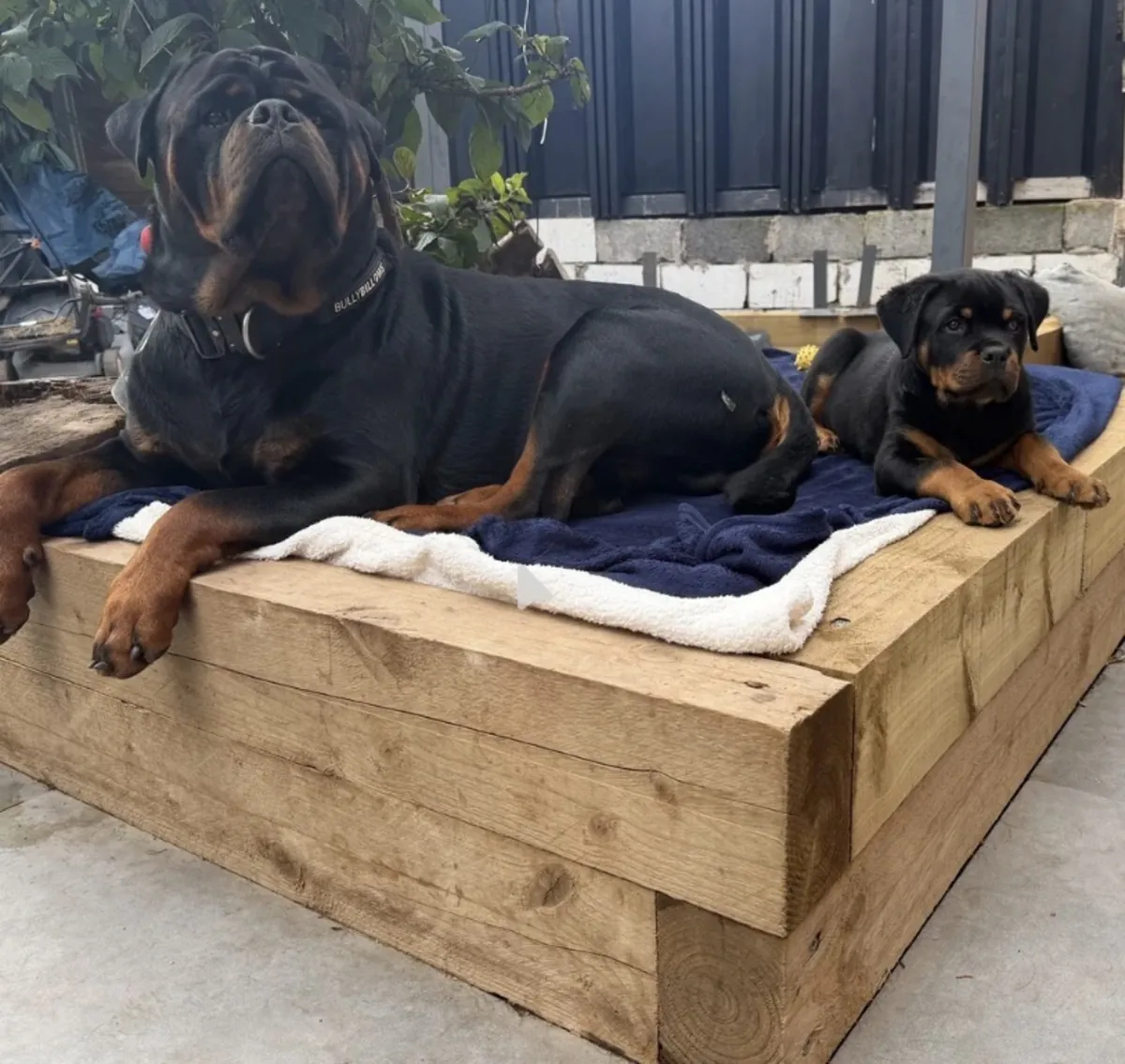 🐾 **Hermosos cachorros Rottweiler disponibles**