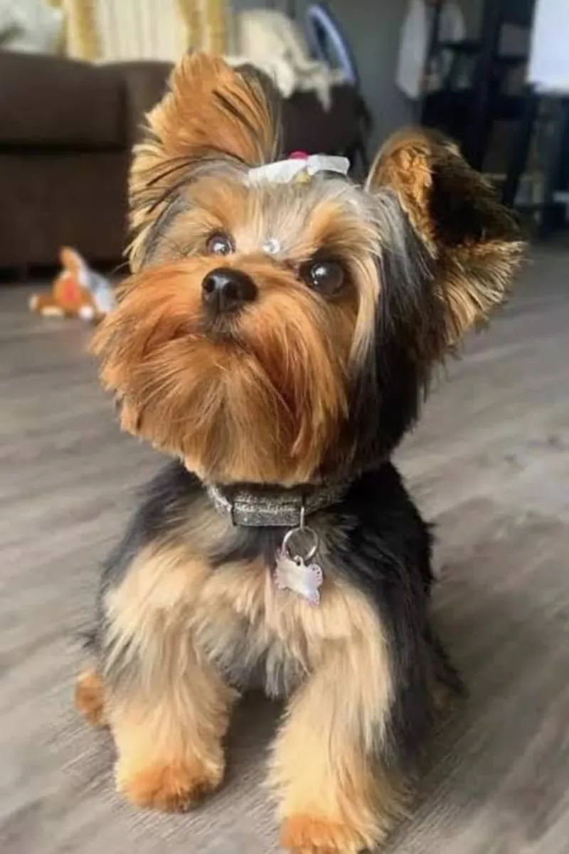 纯种美丽的约克夏犬幼犬
