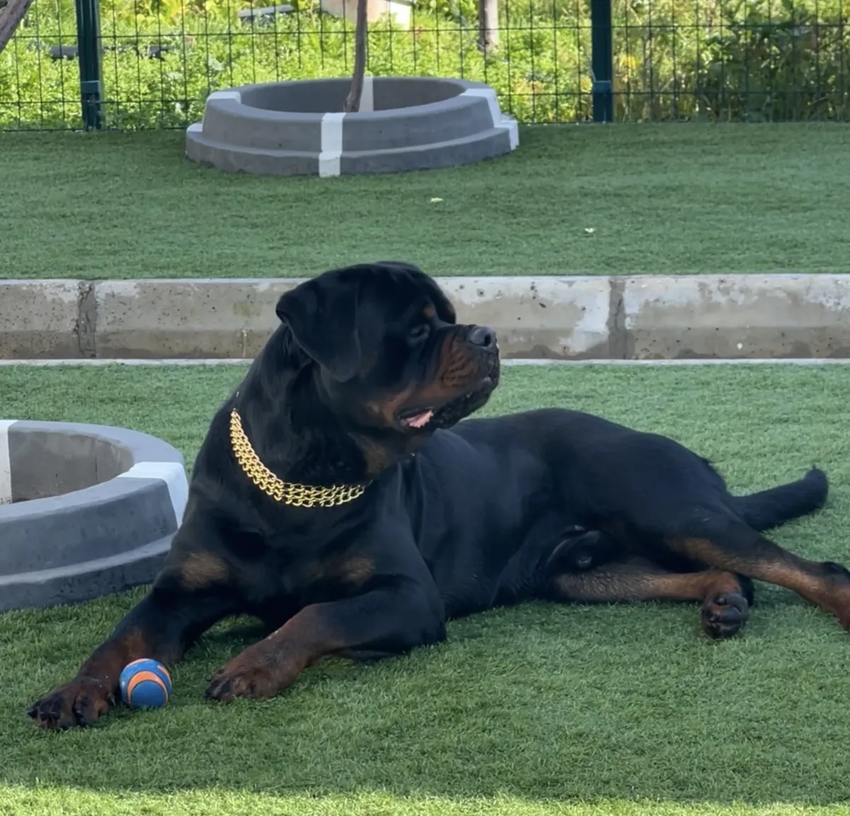 Rottweiler   Leal