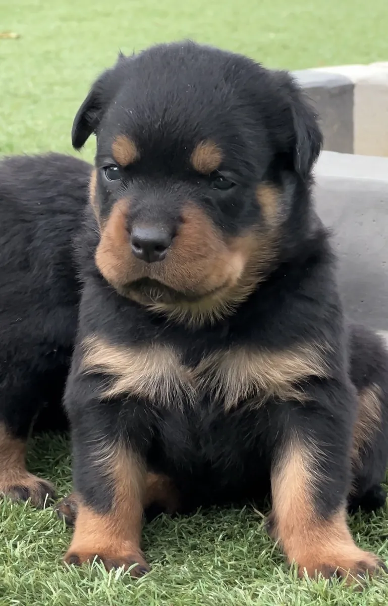 Rottweiler   Leal