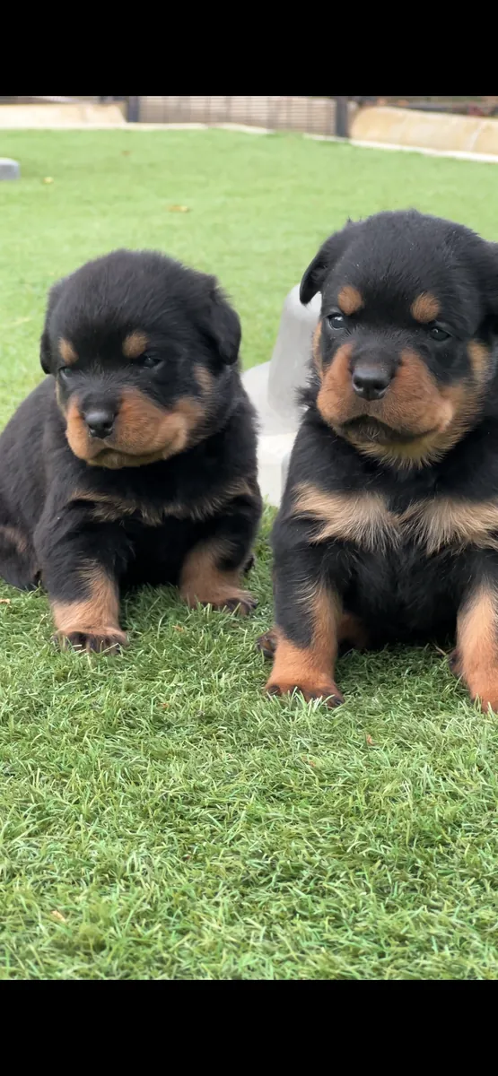 Rottweiler   Leal