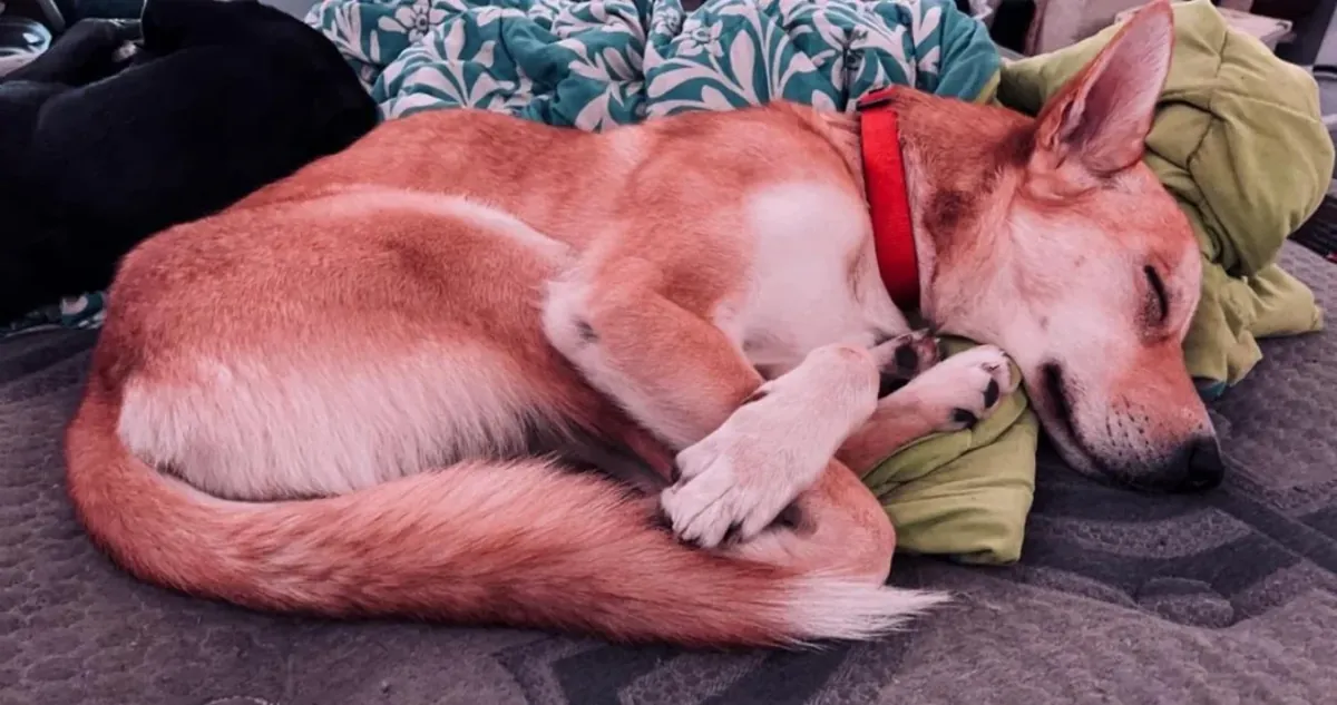 Genç köpek, buna devam edemem.