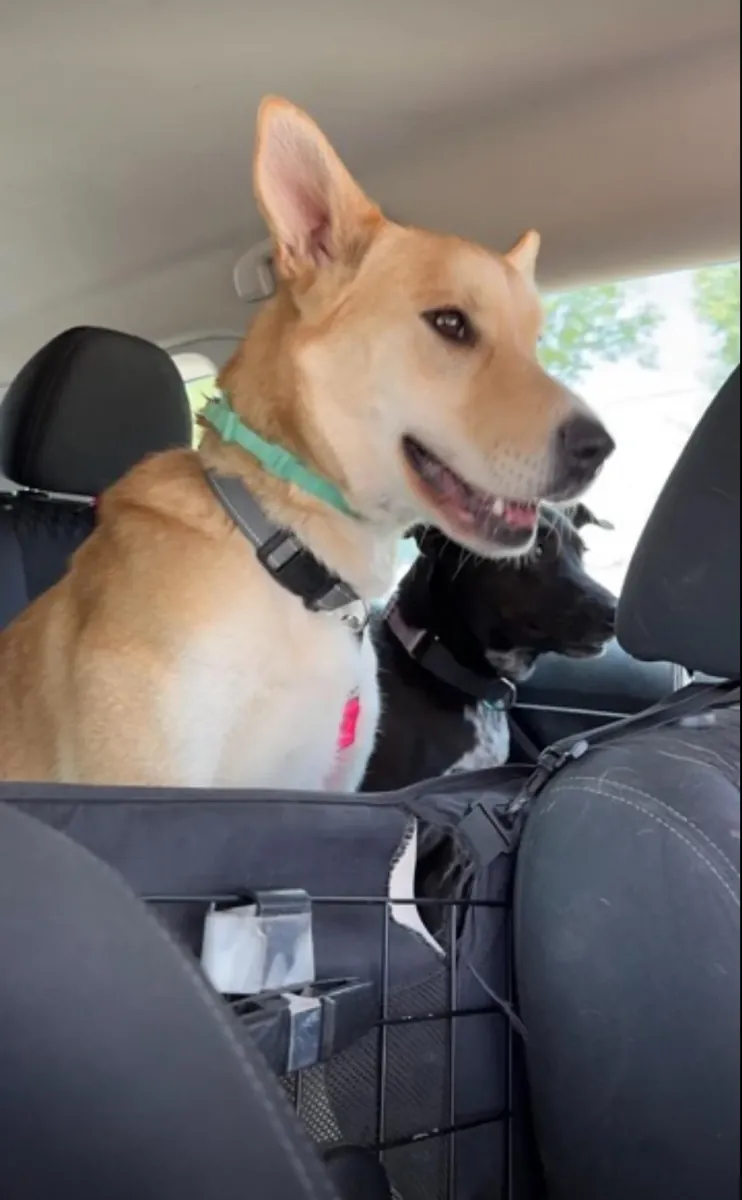 Genç köpek, buna devam edemem.