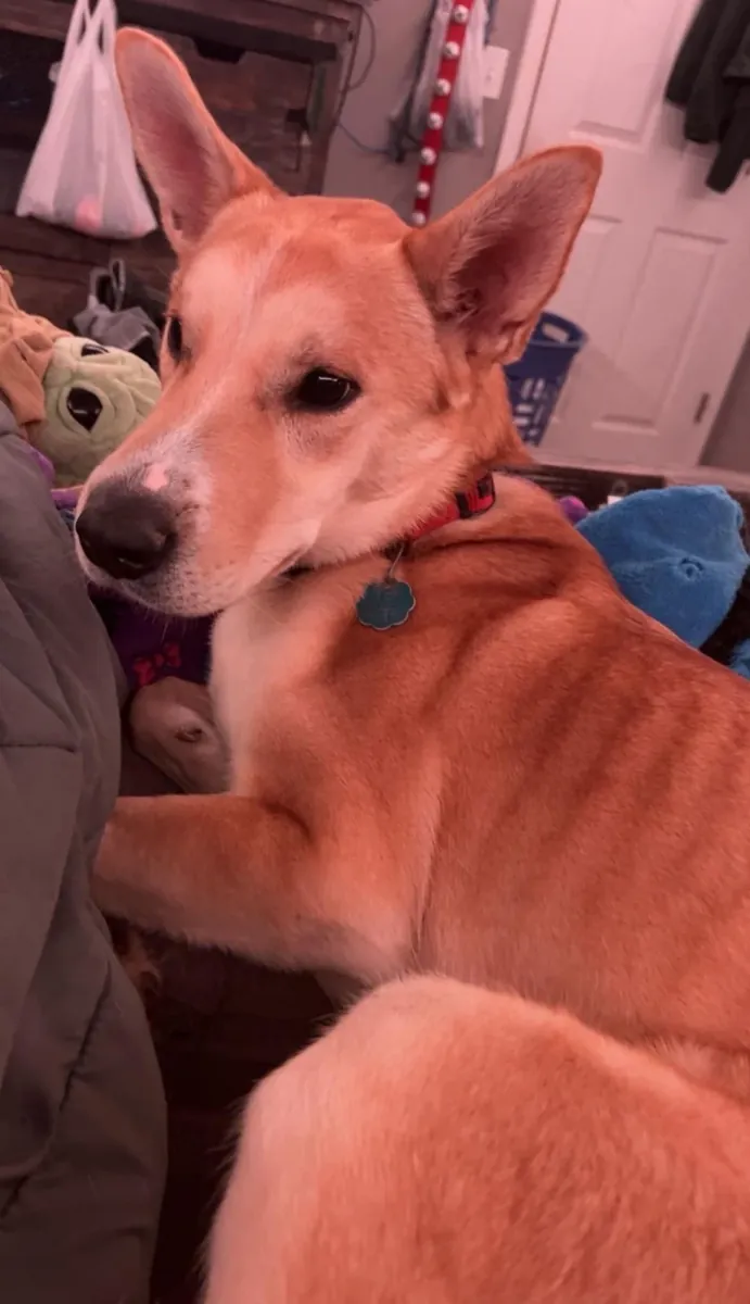 Genç köpek, buna devam edemem.