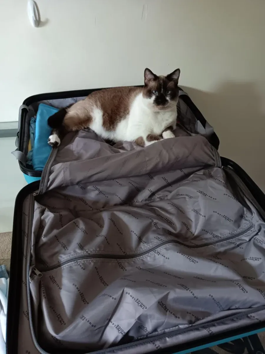 Sakin bir kedi, istikrarlı bir ev için ideal.