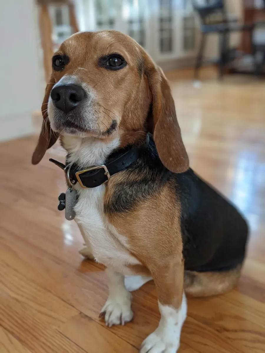 beagle, trop d’énergie pour moi