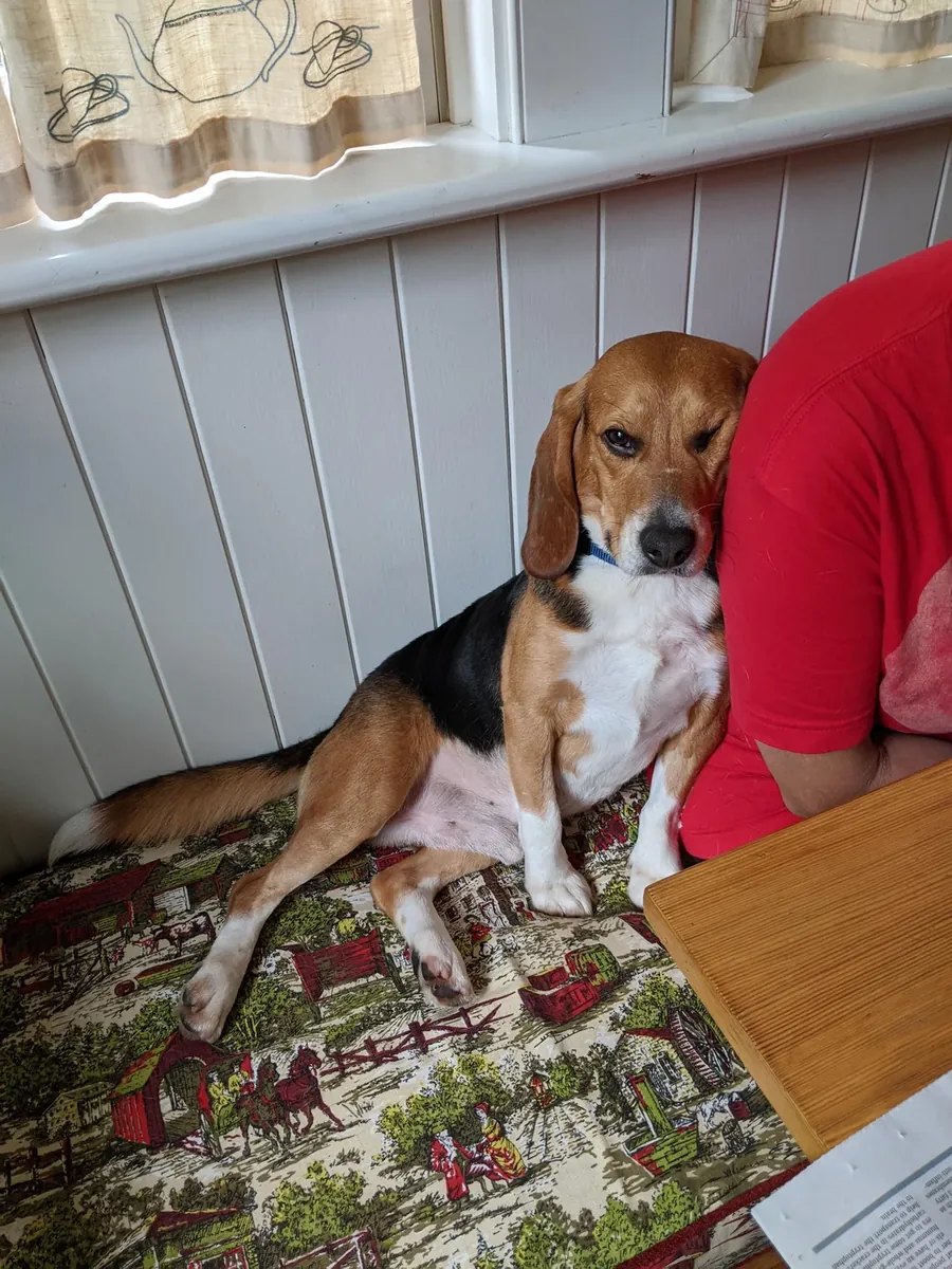 beagle, trop d’énergie pour moi