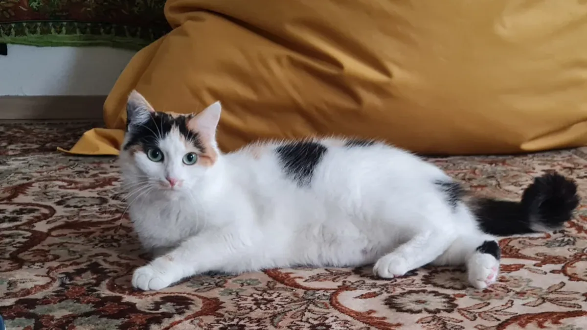 sakin Avrupa kedisi, ev içinde yaşayan