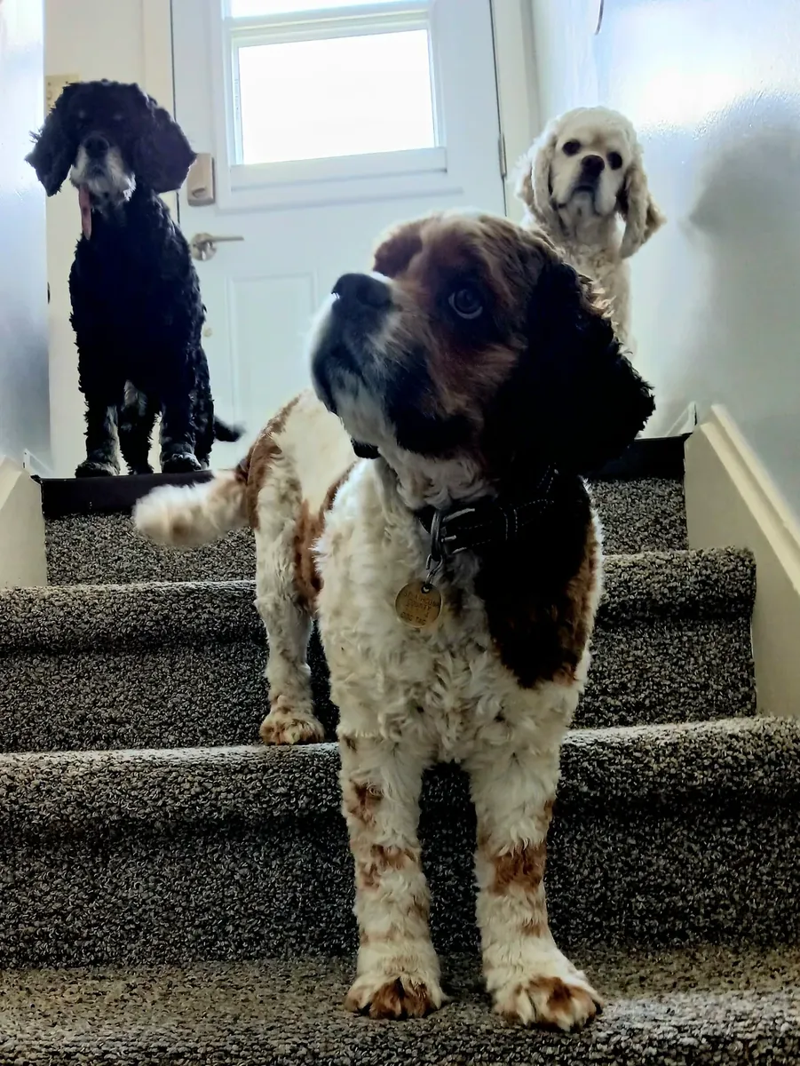 cocker, besoin de présence quotidienne