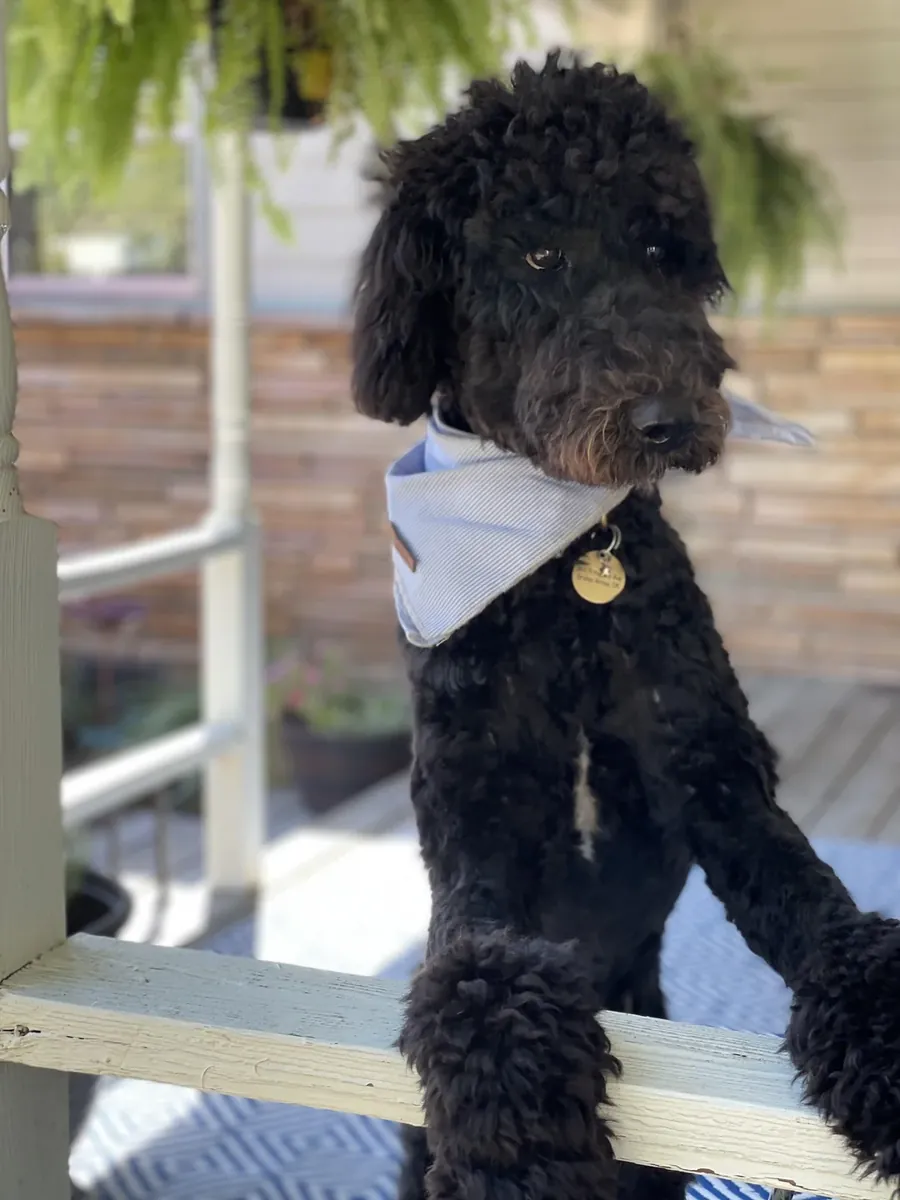 caniche, entretien sous-estimé