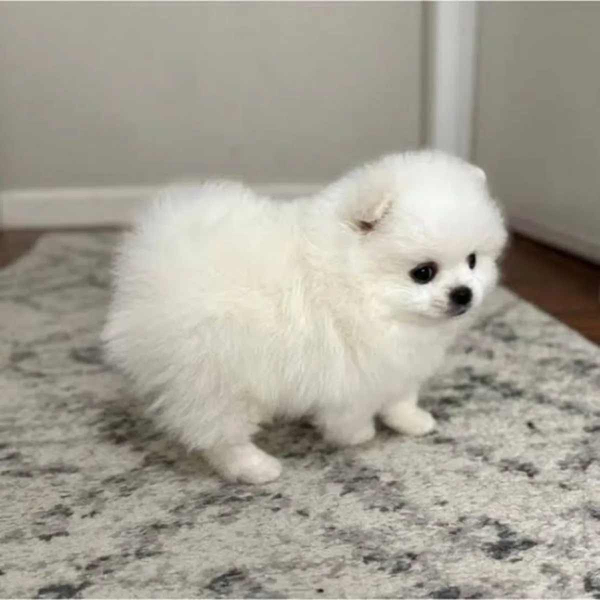 Adorable chiot Pomeranian couleur crème