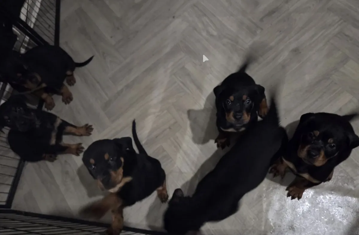🐾 **Rottweiler machos y hembras disponibles**