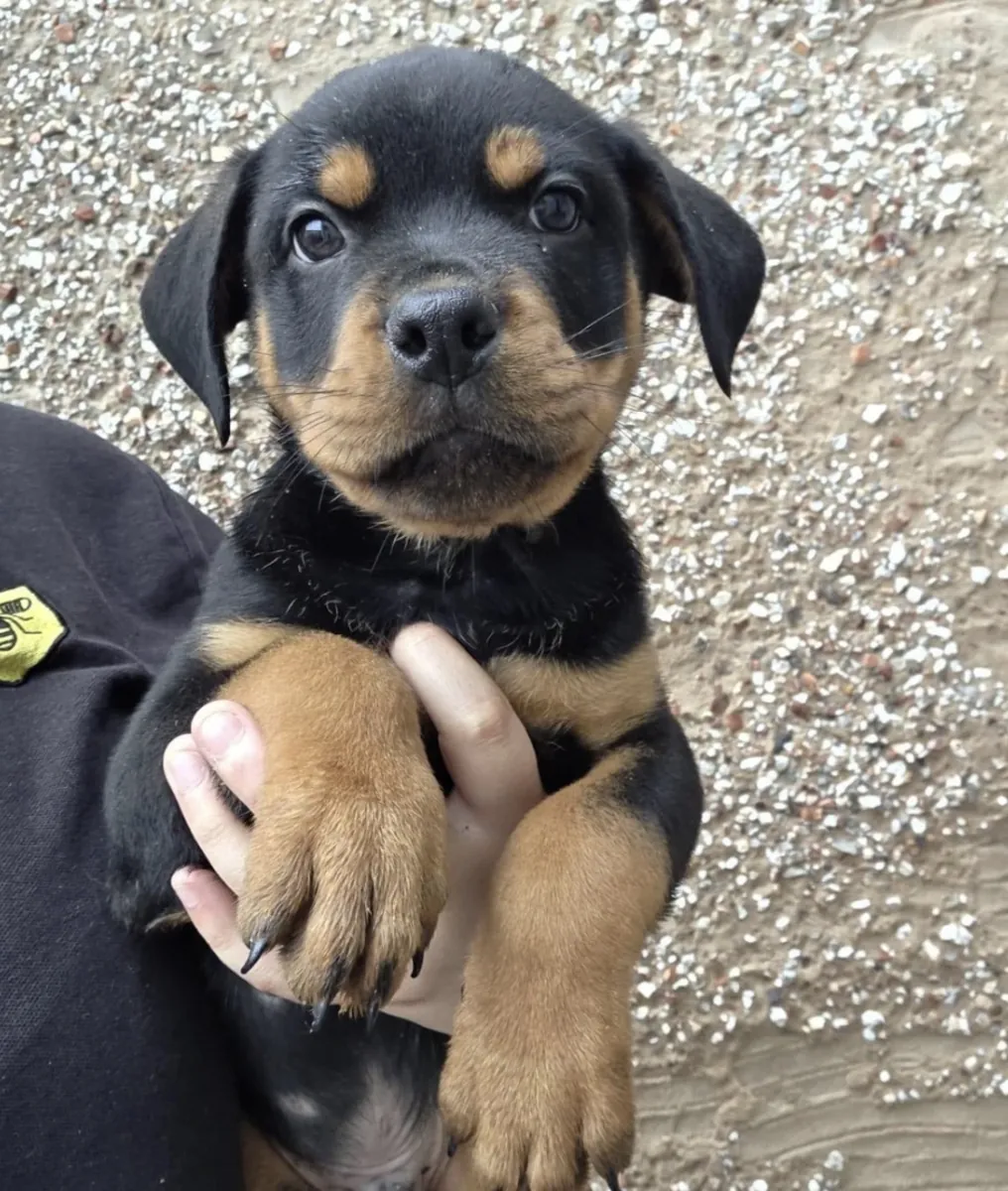 ❤️ **Encuentra tu nuevo compañero Rottweiler**