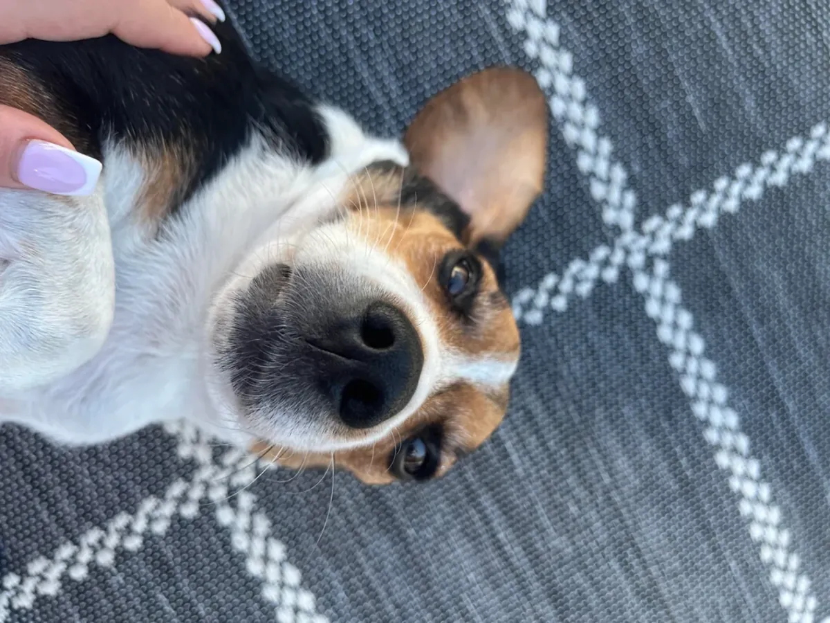 比格犬需要更多活动