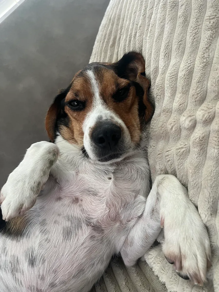 比格犬需要更多活动