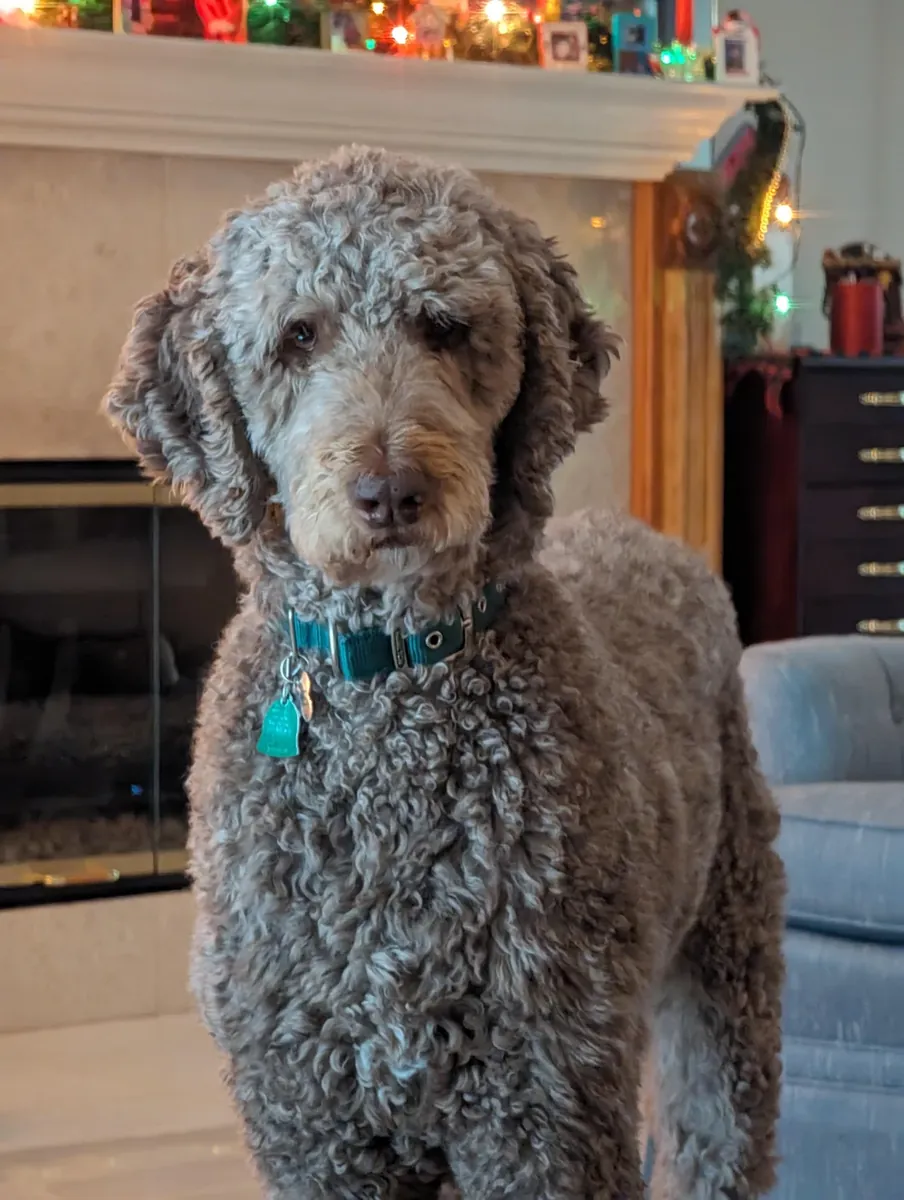 poodle, requires grooming