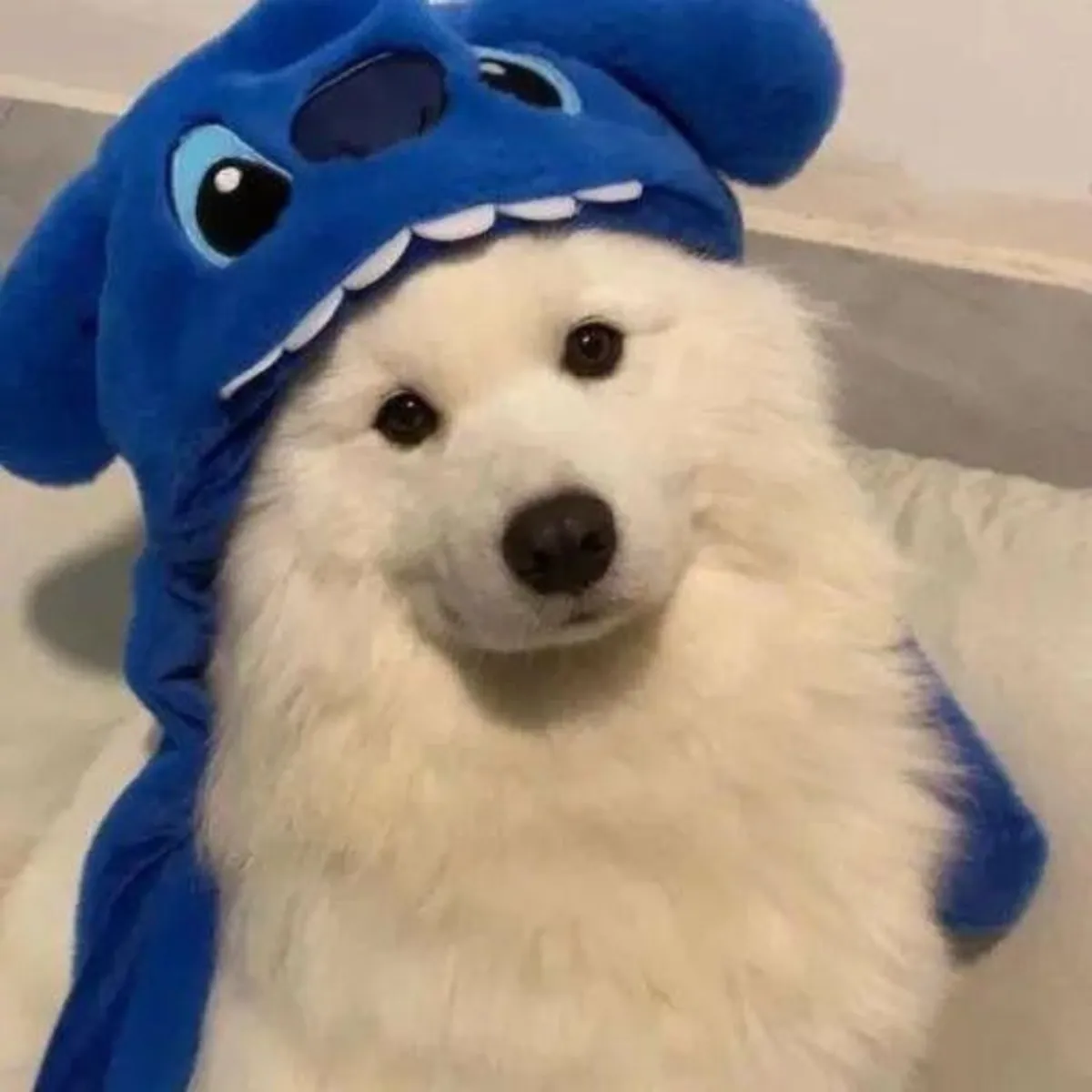 Dulces Samoyedos disponibles para hogares amantes de la raza