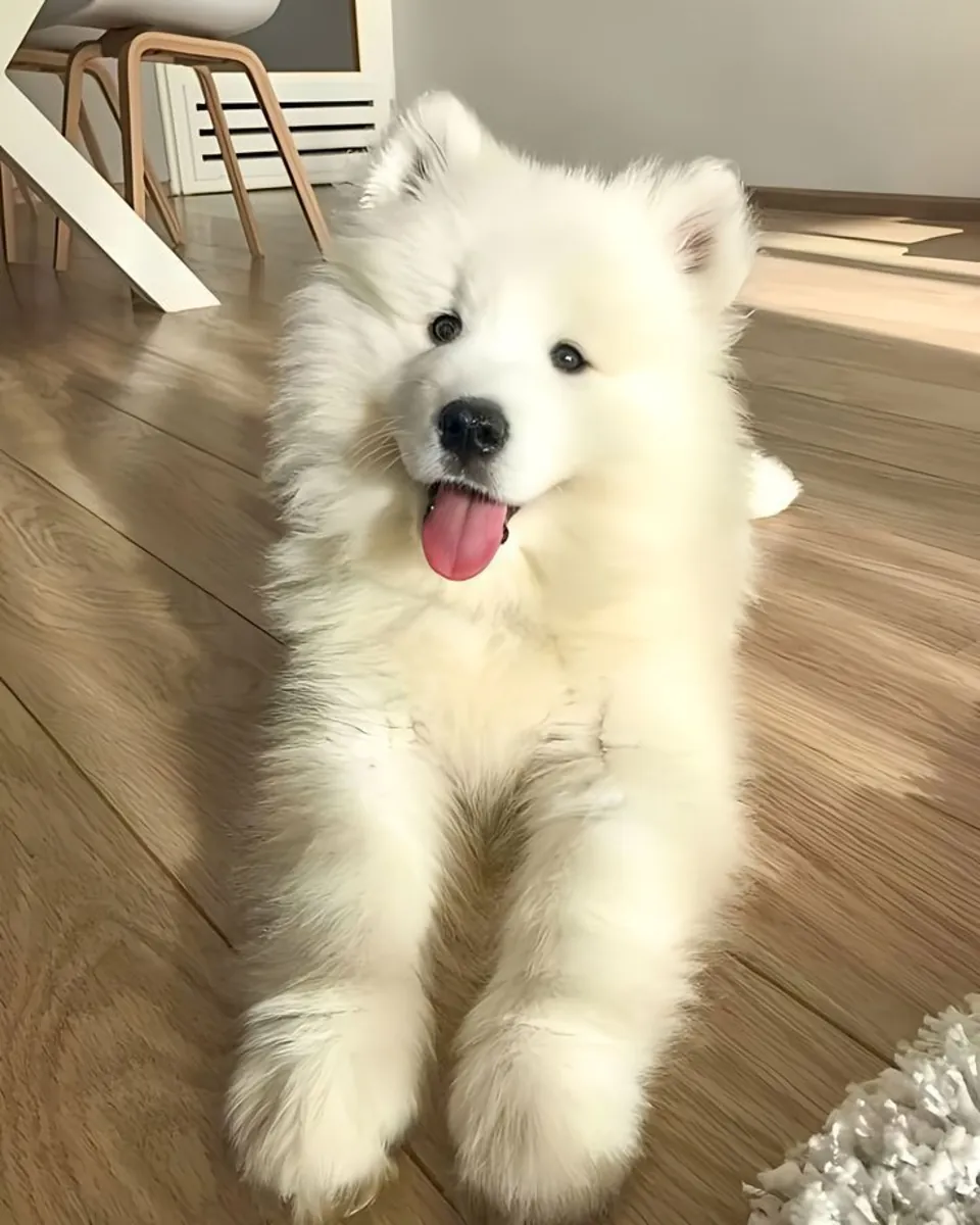 Preciosos cachorros Samoyedo preparados para una nueva aventura