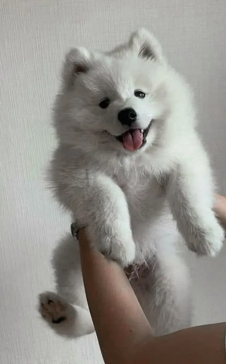 Bonitos Samoyedos disponibles para familias de toda Europa