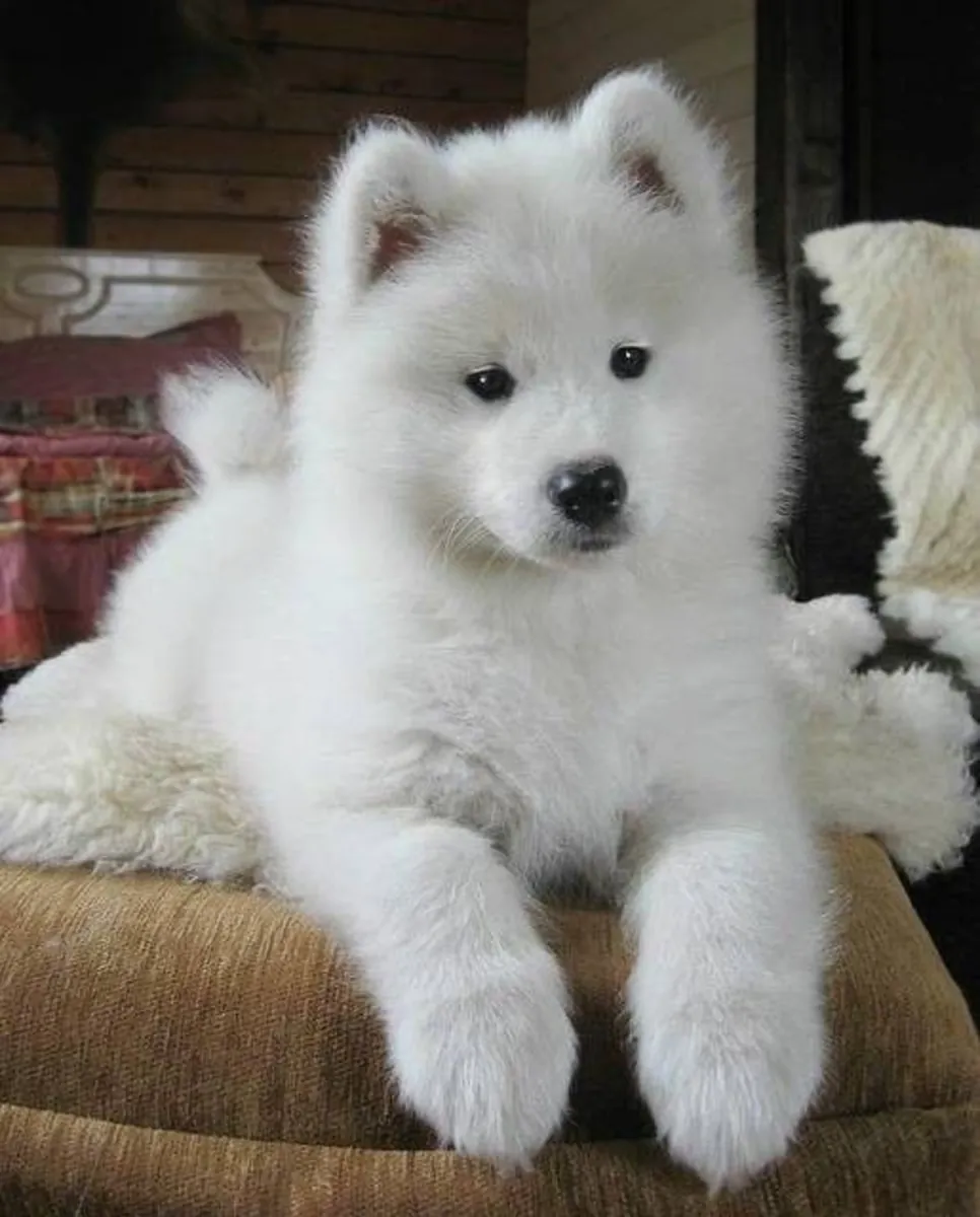 Cachorros Samoyedo encantadores preparados para encontrar su hogar