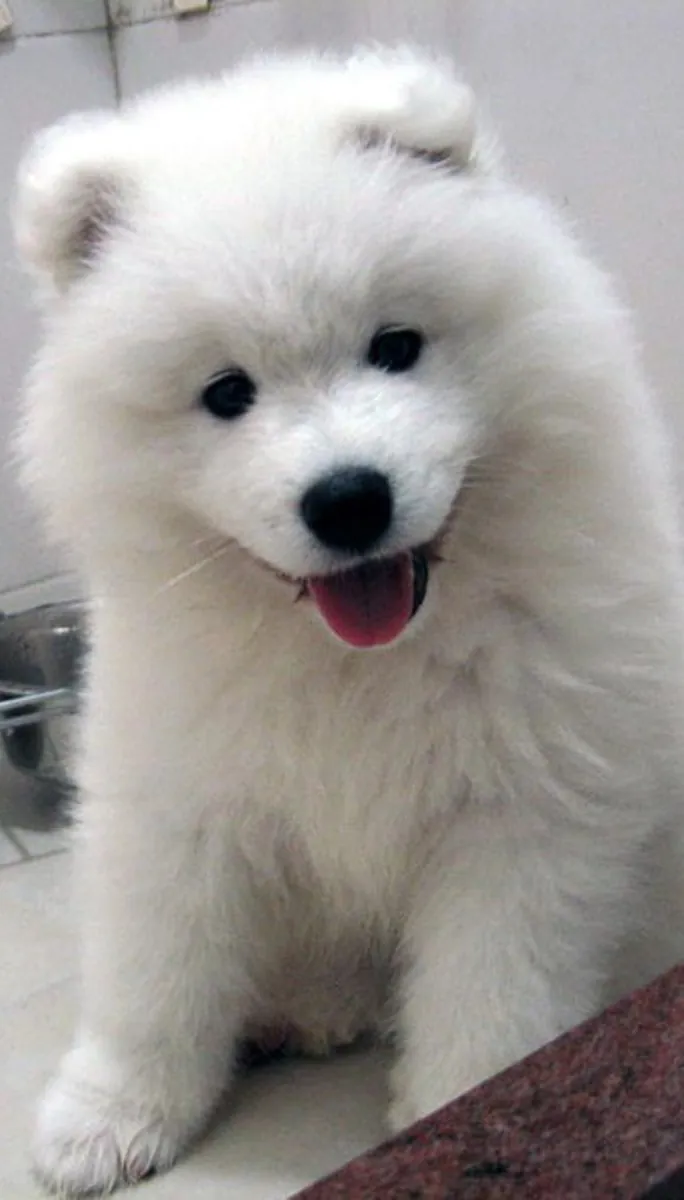 Dulces cachorros Samoyedo esperando comenzar una nueva etapa