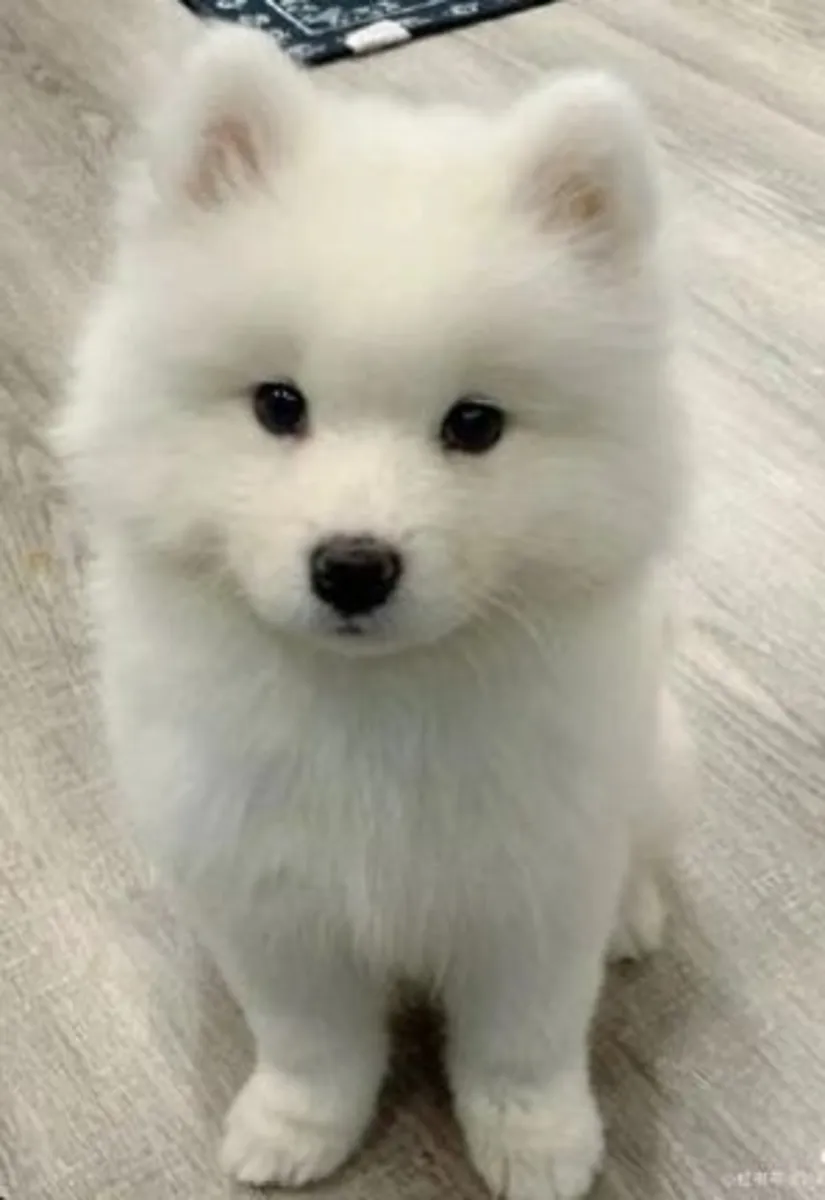 可爱的萨摩耶幼犬寻找特别的家庭