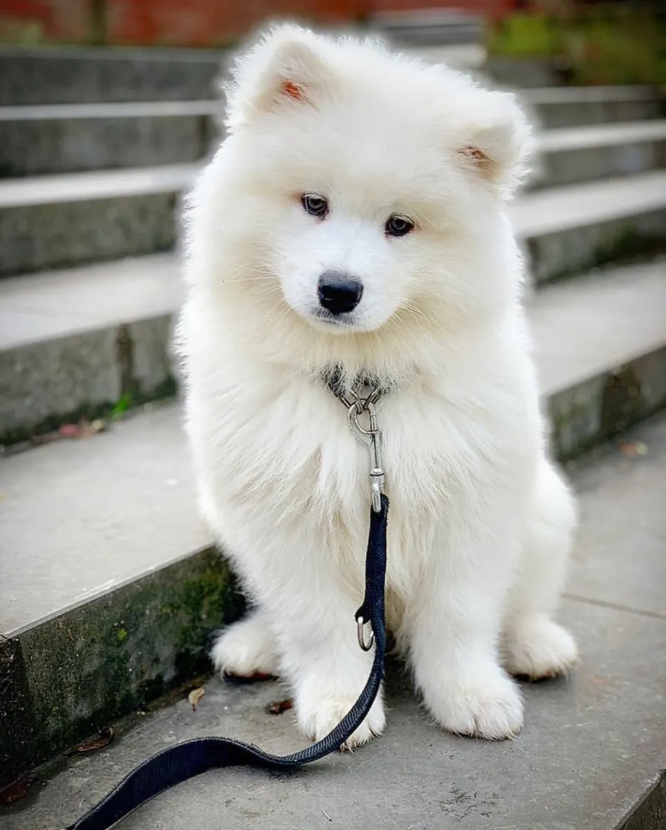 Cachorros Samoyedo esperando una familia donde crecer felices